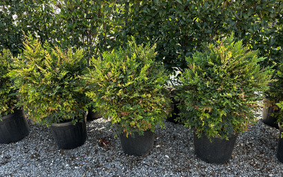 häusliche nandina "Lemon Limette"